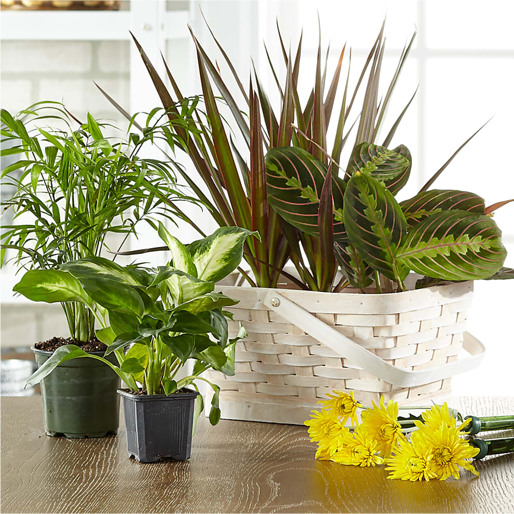 Florist Designed Blooming and Green Plants in a Basket – Citifloral, New York NY