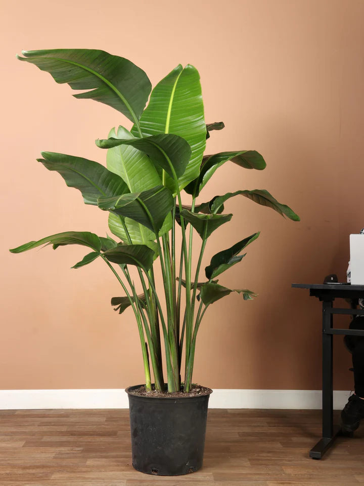 giant bird of paradise indoor plant Large Bird of Paradise Plant