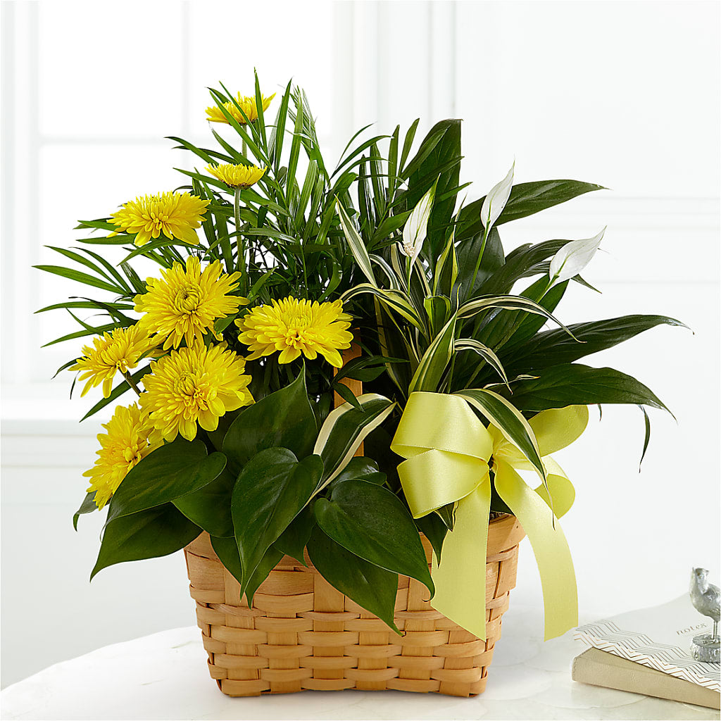 Loving Light Dishgarden – Citifloral, New York NY