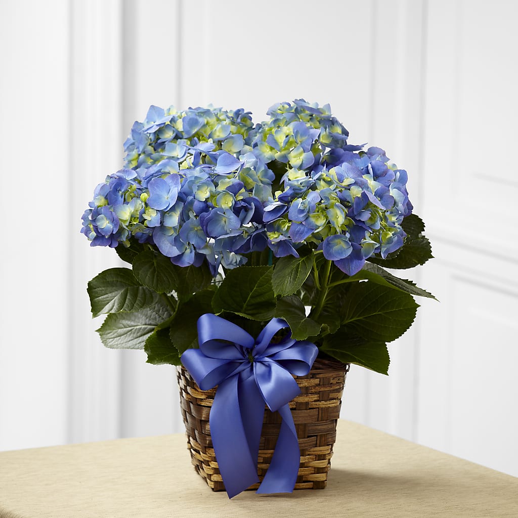 Blue Hydrangea Planter – Citifloral, New York NY
