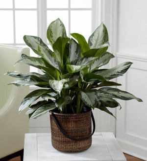 Chinese Evergreen/Aglaonema Plant – Citifloral, New York NY