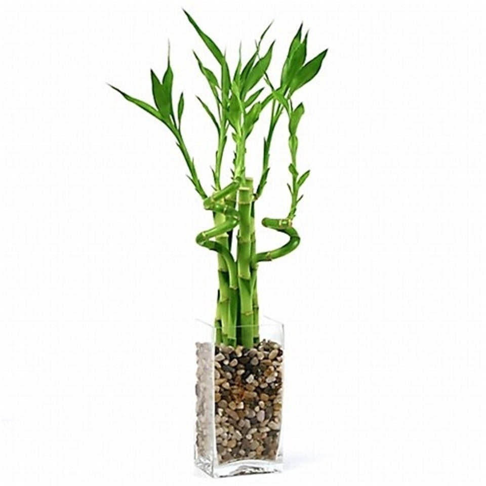 Vase of Lucky Bamboo – Citifloral, New York NY
