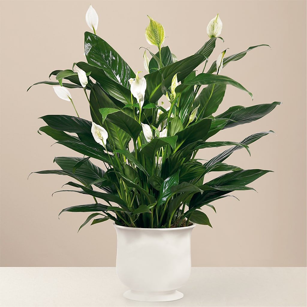 Comfort Planter – Citifloral, New York NY