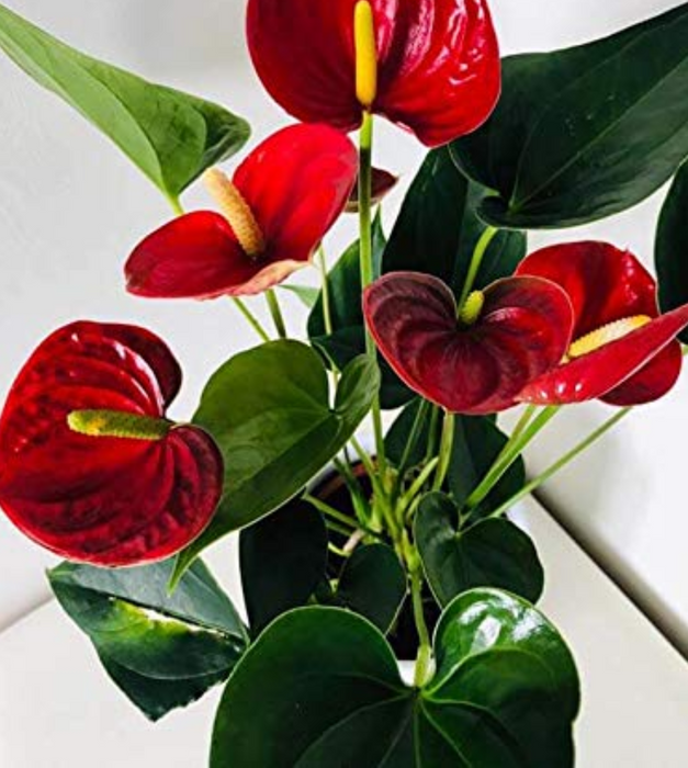 fleur anthurium Large Red Anthurium Plant – flower arrangement | New York, NY