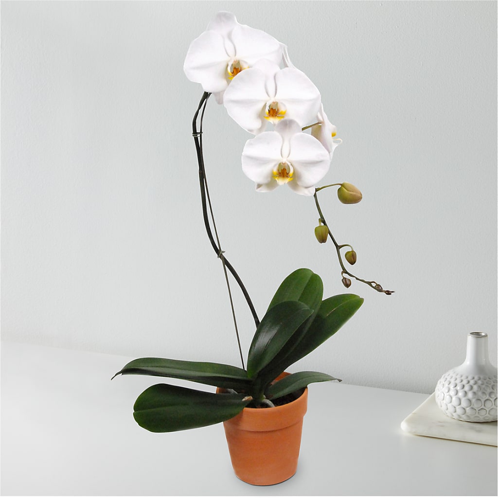 White Cascading Orchid – Citifloral, New York NY