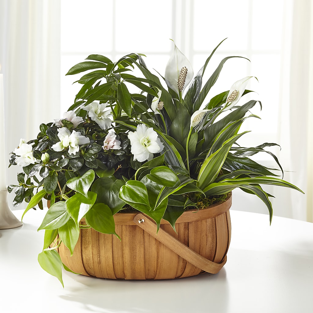 Serene Dishgarden – Citifloral, New York NY