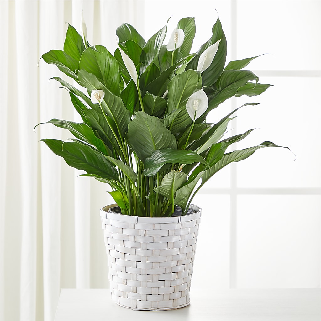 A New Leaf Peace Lily – Citifloral, New York NY
