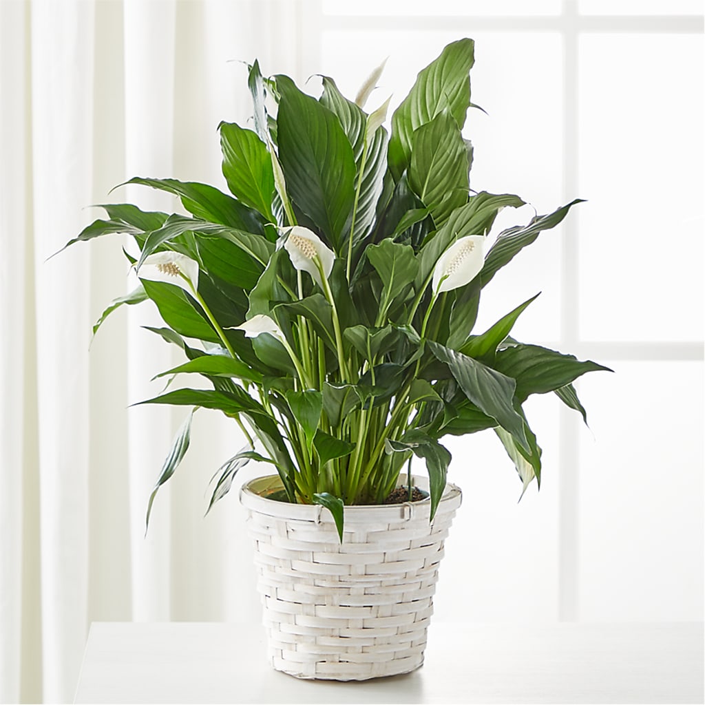 A New Leaf Peace Lily – Citifloral, New York NY