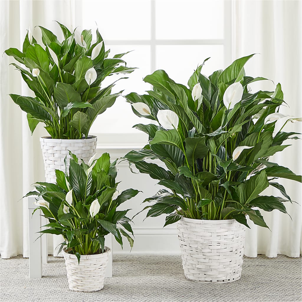 A New Leaf Peace Lily – Citifloral, New York NY