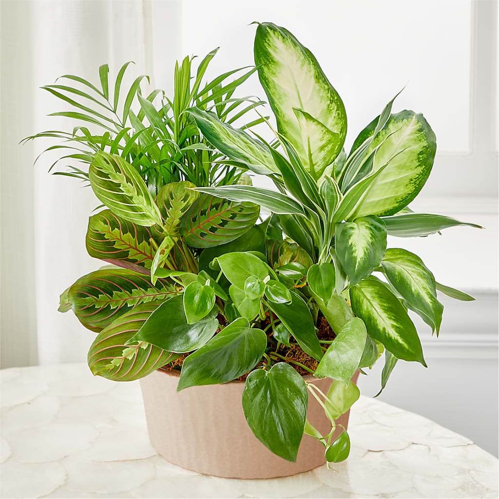 Balance & Harmony Dishgarden – Citifloral, New York NY