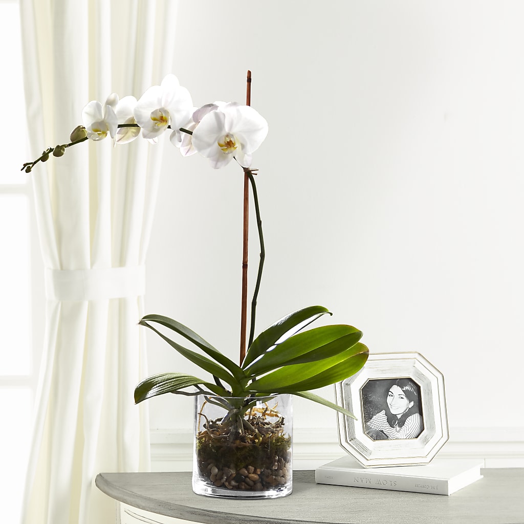 White Orchid Planter – Citifloral, New York NY