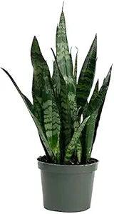 Snake Plant – Citifloral, New York NY