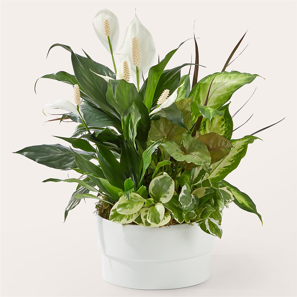 Radiating Positivity Dishgarden – Citifloral, New York NY