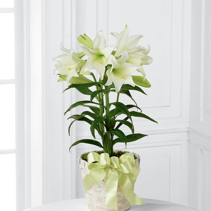 Easter Lily Plant –  Citifloral, New York NY
