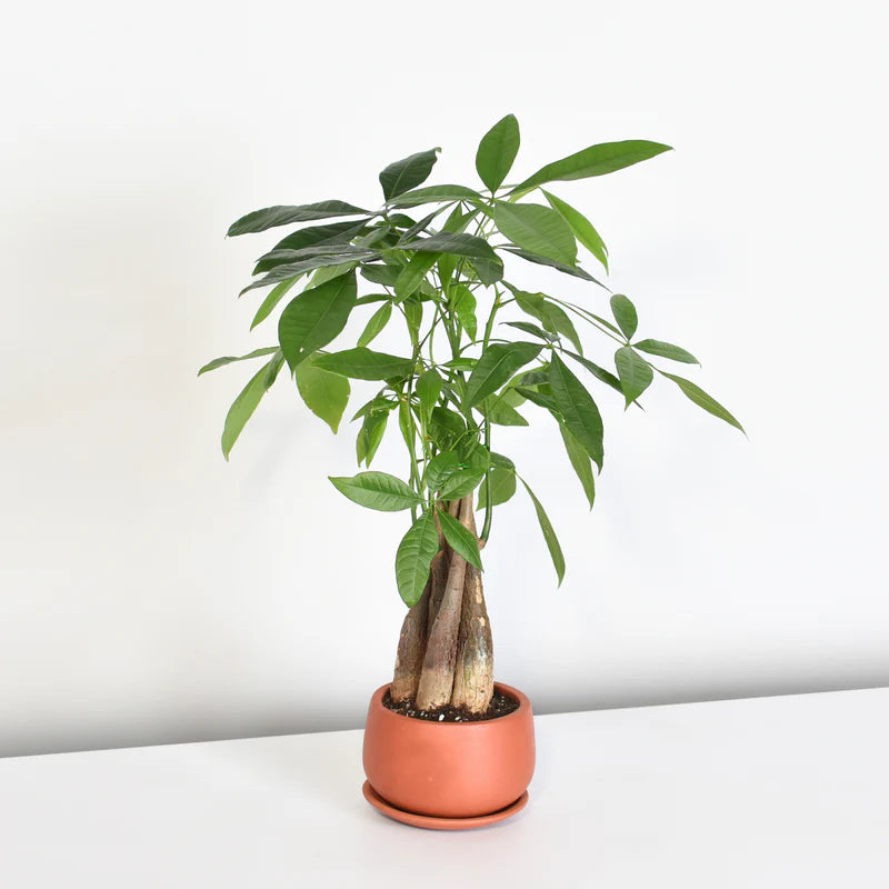 Braided Money Tree