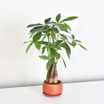 Braided Money Tree –  Citifloral, New York NY