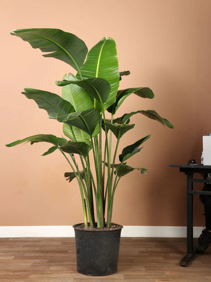 Large Bird of Paradise Plant. –  Citifloral, New York NY
