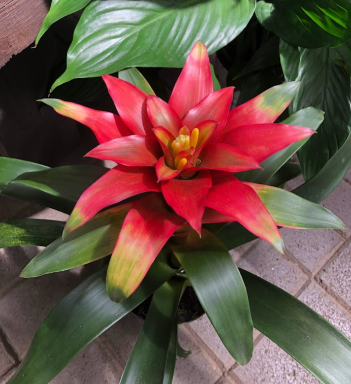 Bromeliad Plant