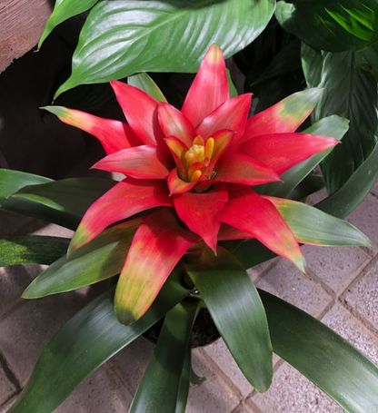 Bromeliad Plant –  Citifloral, New York NY