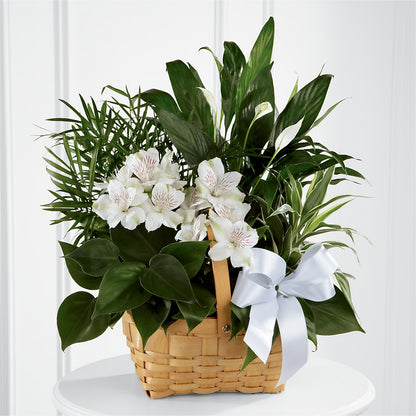 Peace & Serenity Dishgarden –  Citifloral, New York NY