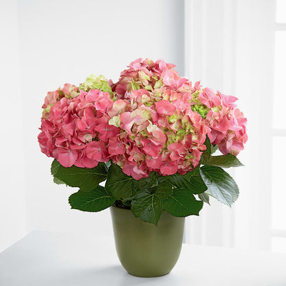 Pink Hydrangea Planter –  Citifloral, New York NY