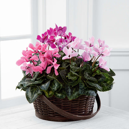 Mixed Cyclamen Planter –  Citifloral, New York NY