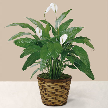 Tranquil Moments Peace Lily Plant –  Citifloral, New York NY