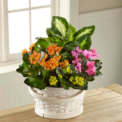 Color Crush Dishgarden –  Citifloral, New York NY