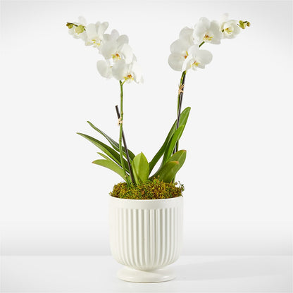 Whispering White Orchid –  Citifloral, New York NY