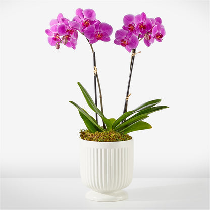 Friendly Fuchsia Orchid –  Citifloral, New York NY