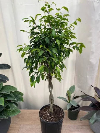 Large Braided Benjamina Ficus Tree