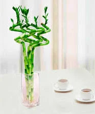Lucky Bamboo Arrangement