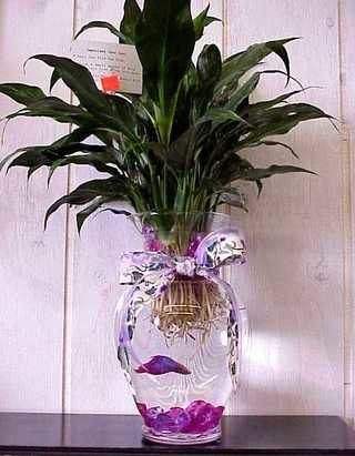 Betta Fish with Peace Lily Plant in Vase.