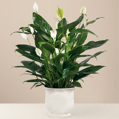 Comfort Planter –  Citifloral, New York NY