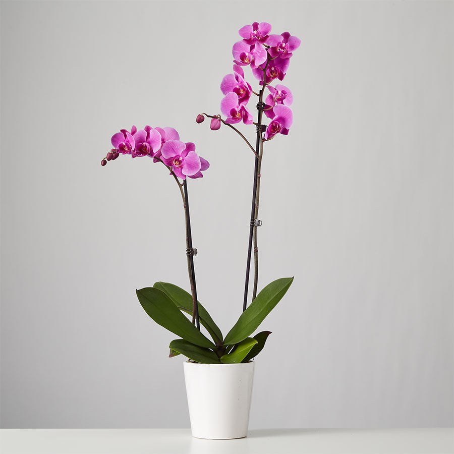 Double Stem Purple Phalaenopsis Orchid Plant