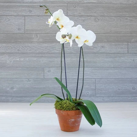 Double Stem White Phalaenopsis Orchid Plant.