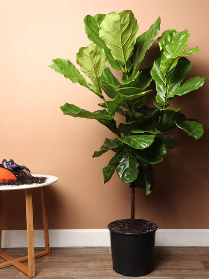 Fiddle Leaf Fig/Ficus Lyrata –  Citifloral, New York NY