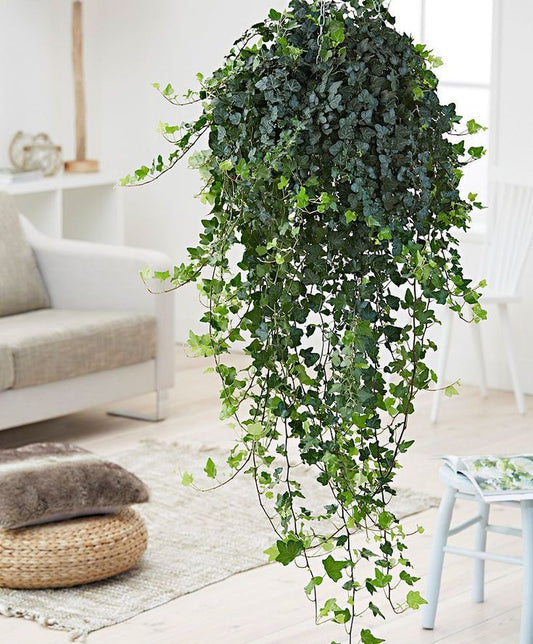 Hanging Ivy Plant –  Citifloral, New York NY