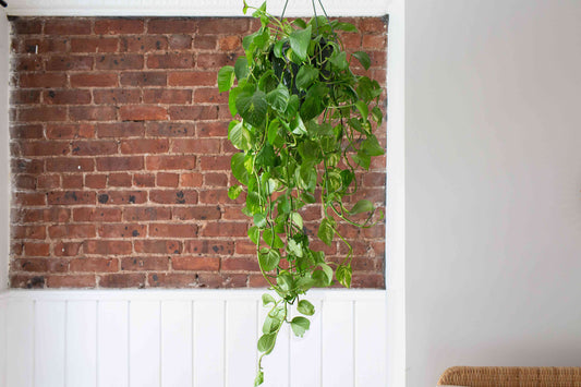 Hanging Pothos Plant –  Citifloral, New York NY