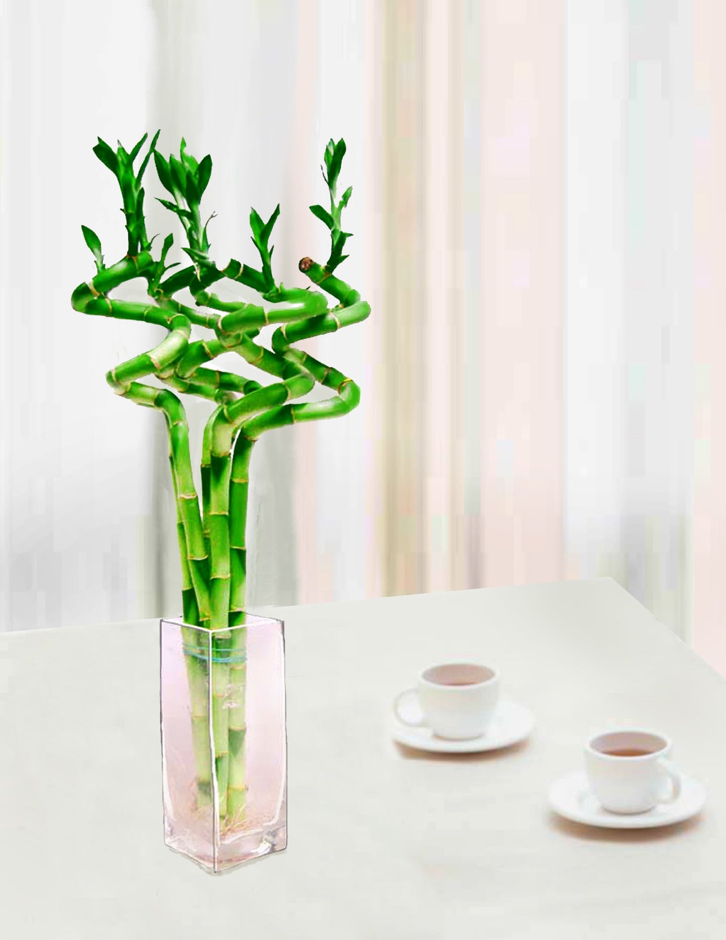 Lucky Bamboo Arrangement