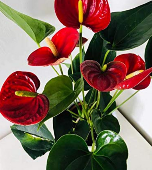 Large Red Anthurium Plant