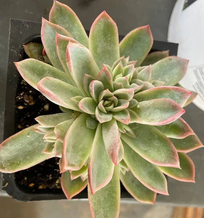 Large Succulent Plant In A Decorative Container. –  Citifloral, New York NY