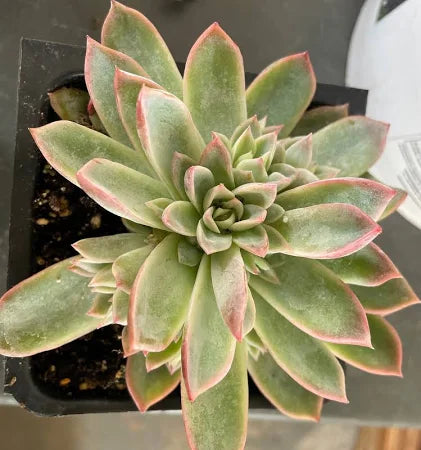 Large Succulent Plant in a decorative container.