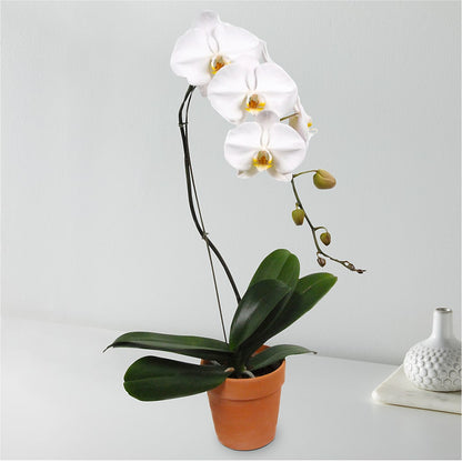 White Cascading Orchid –  Citifloral, New York NY