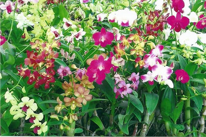 Potted Dendrobium Orchid Plant- Limited availability. –  Citifloral, New York NY
