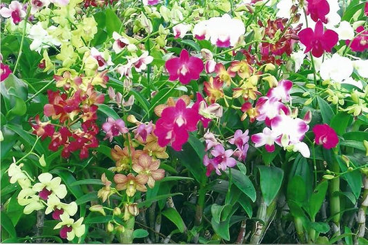 Potted Dendrobium Orchid Plant- Limited availability.