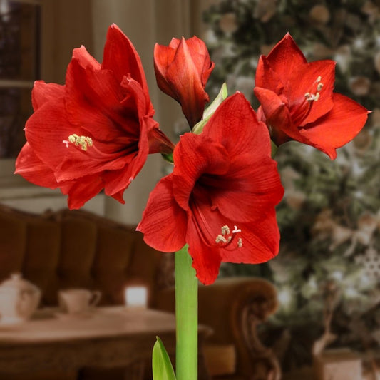 Potted Red Amaryllis Plant