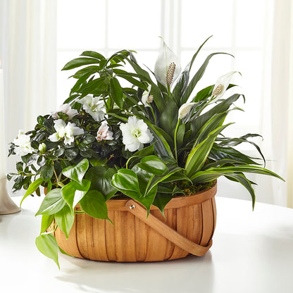 Serene Dishgarden –  Citifloral, New York NY