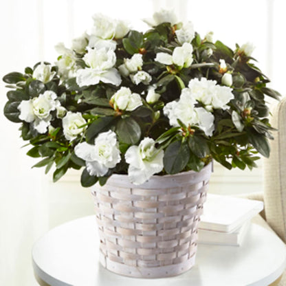 White Azalea Plant –  Citifloral, New York NY