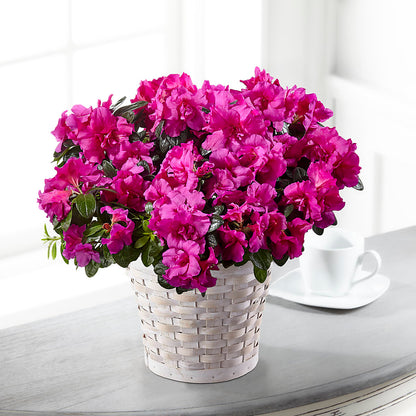 Hope & Serenity Azalea Plant –  Citifloral, New York NY